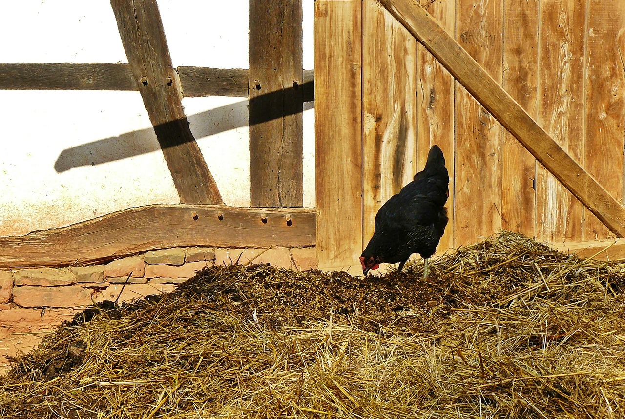 ¿Cómo abonar con estiércol de gallina?