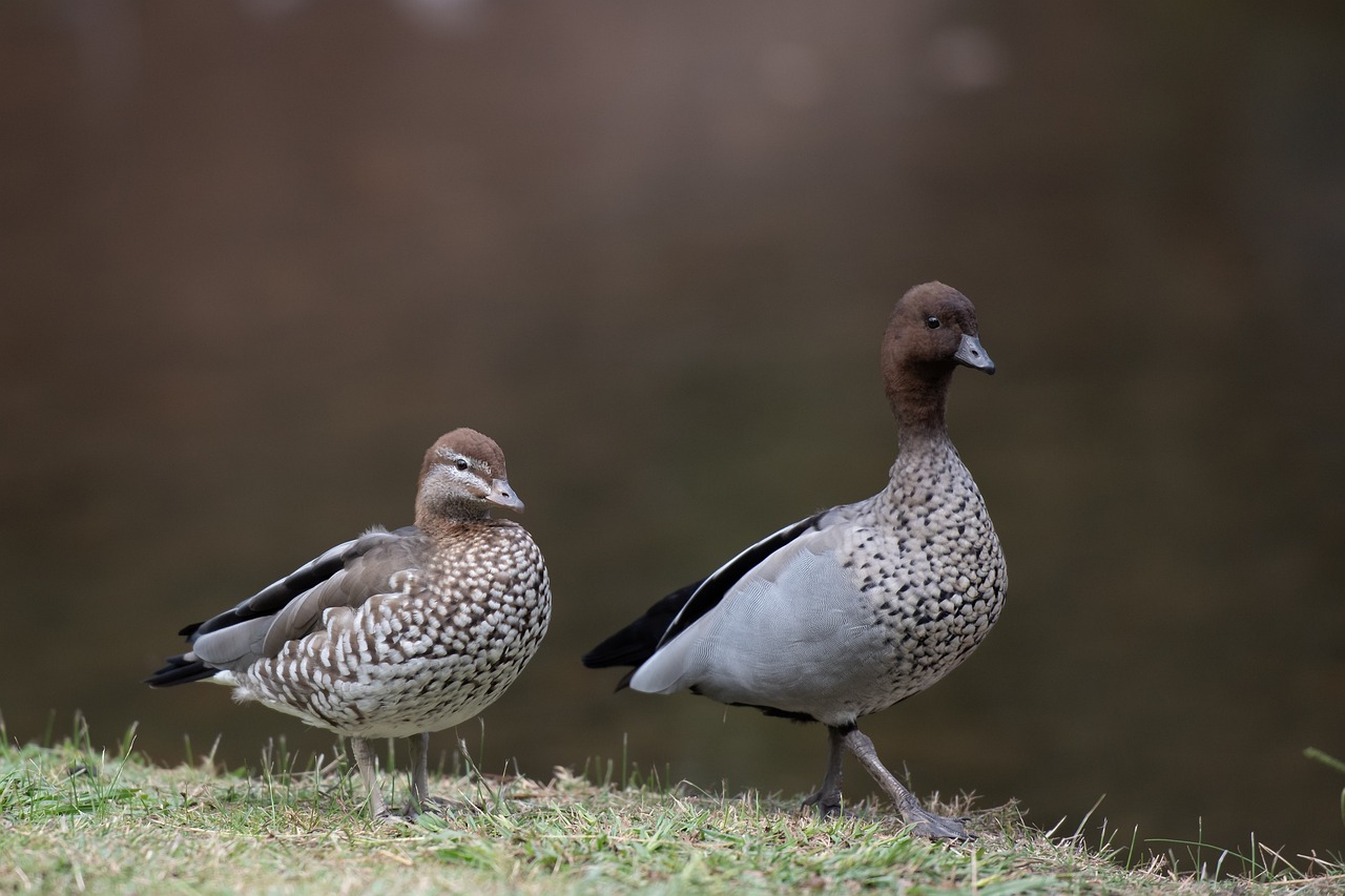 ¿Cuáles son los patos salvajes?