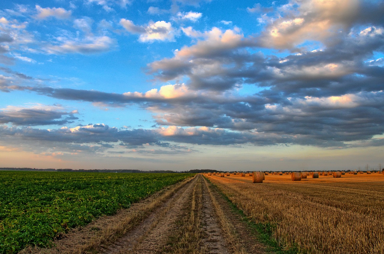 ¿Cómo cultivar una higuera en maceta?