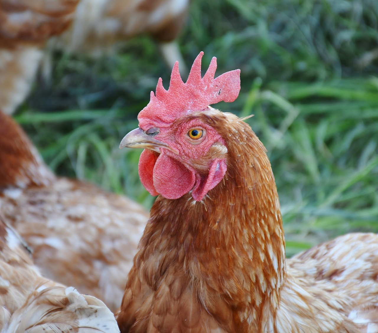 ¿Cuál es el ciclo de una gallina ponedora?