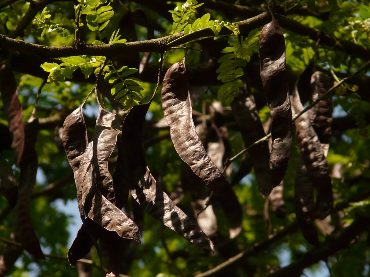 ¿Cuánto crece un algarrobo por año?