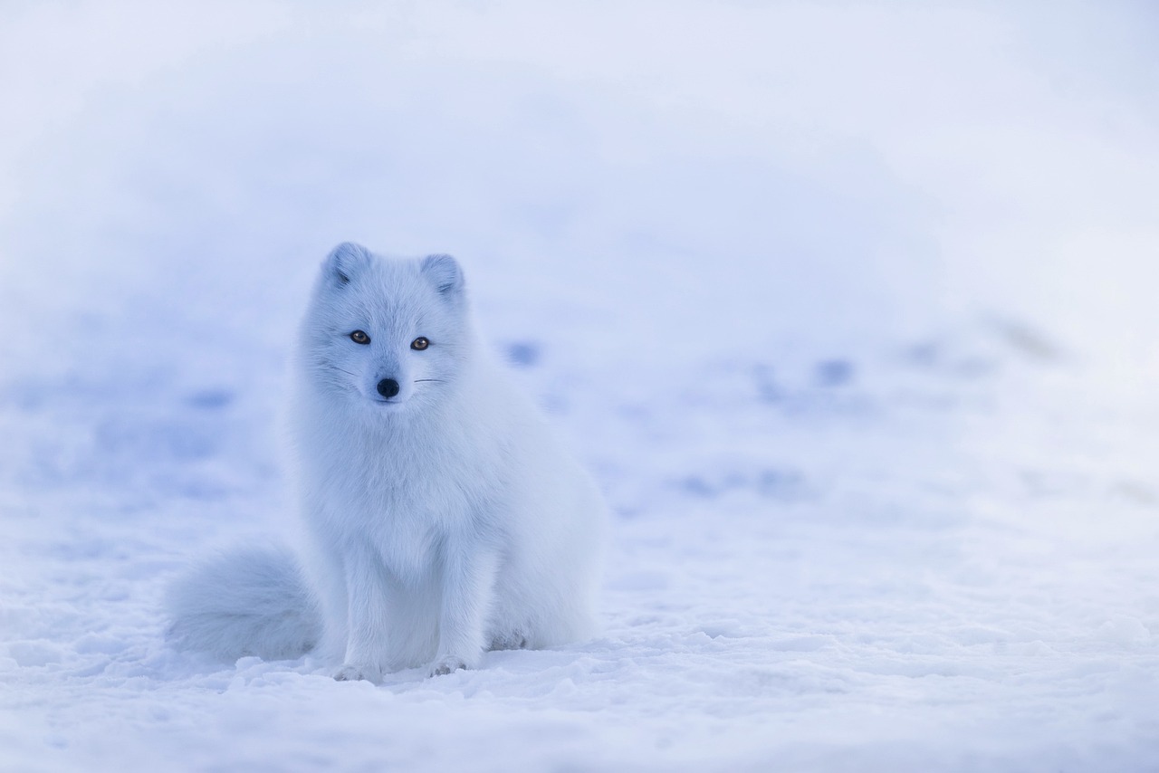 ¿Qué animales tienen cresta?