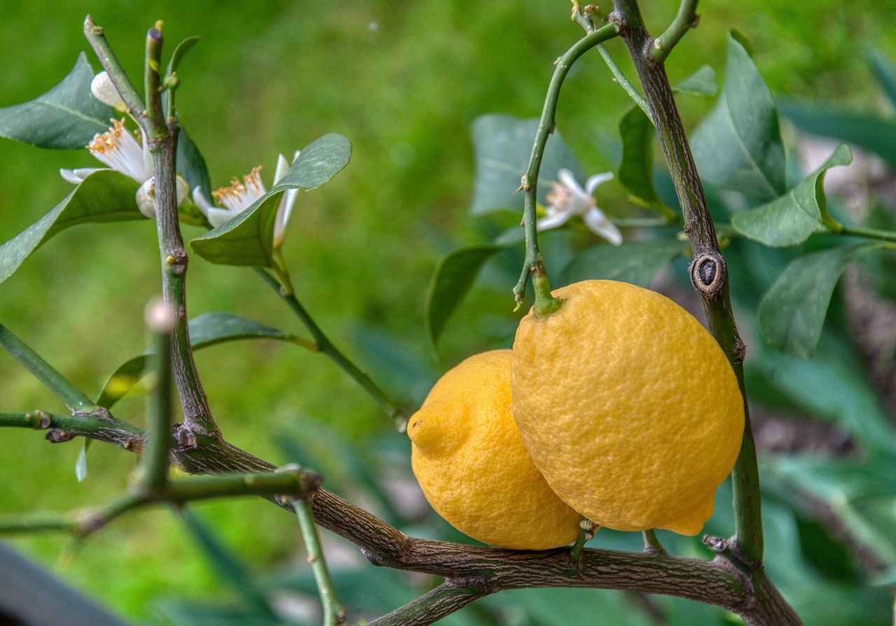 ¿Qué limonero da limones todo el año?