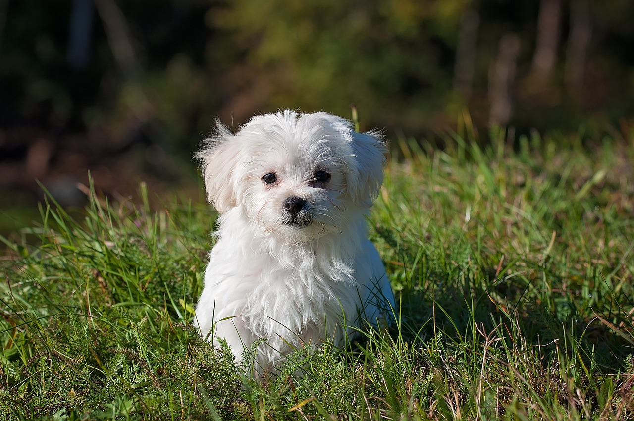 ¿Qué pasa si mi perro come migas de pan?