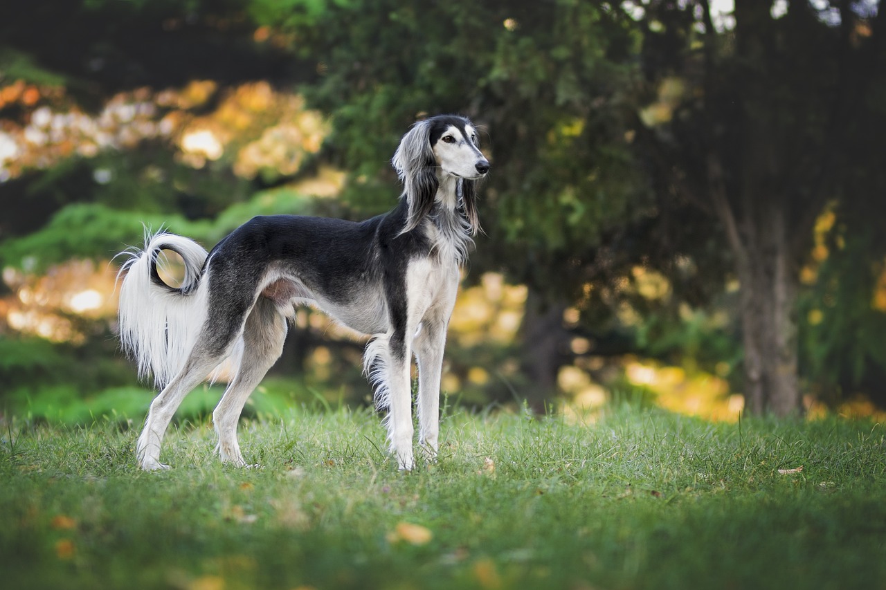 ¿Qué raza de perro es de color gris?