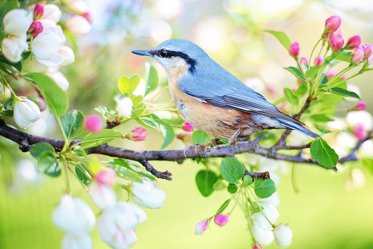 ¿Cómo es el cortejo de las aves?