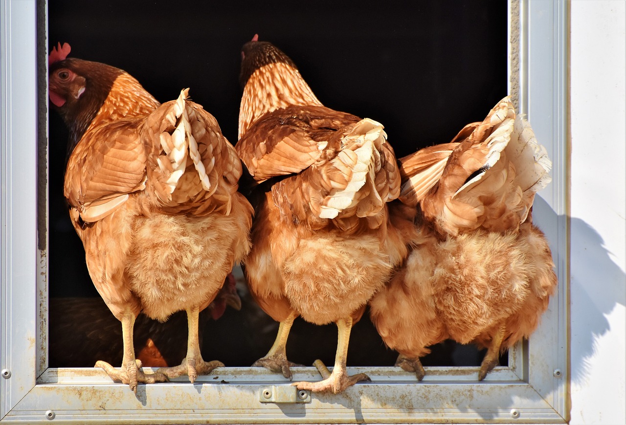 ¿Cuál es la gallina más ponedora de huevos?