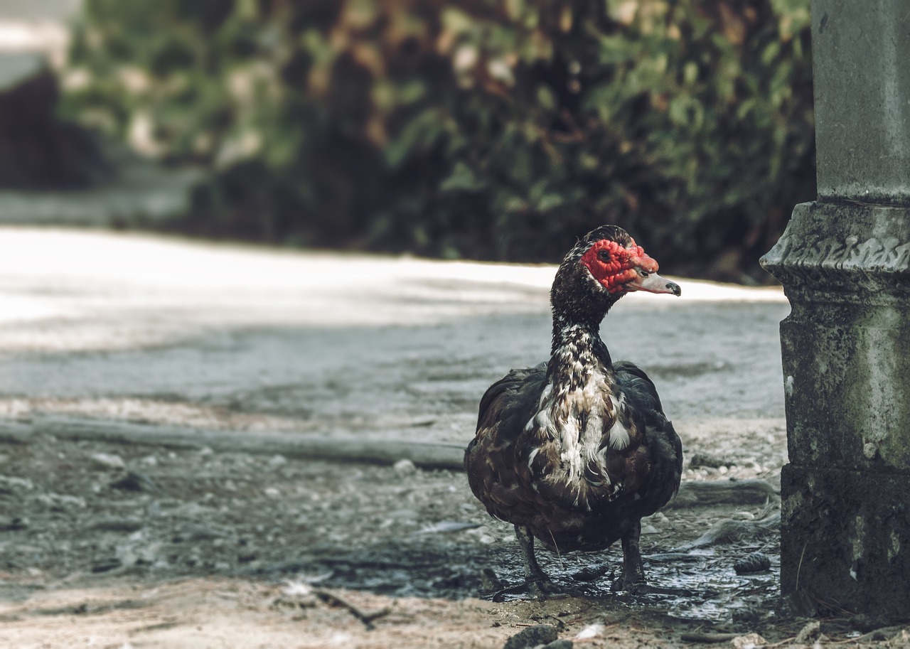 ¿Qué come la Cairina moschata?