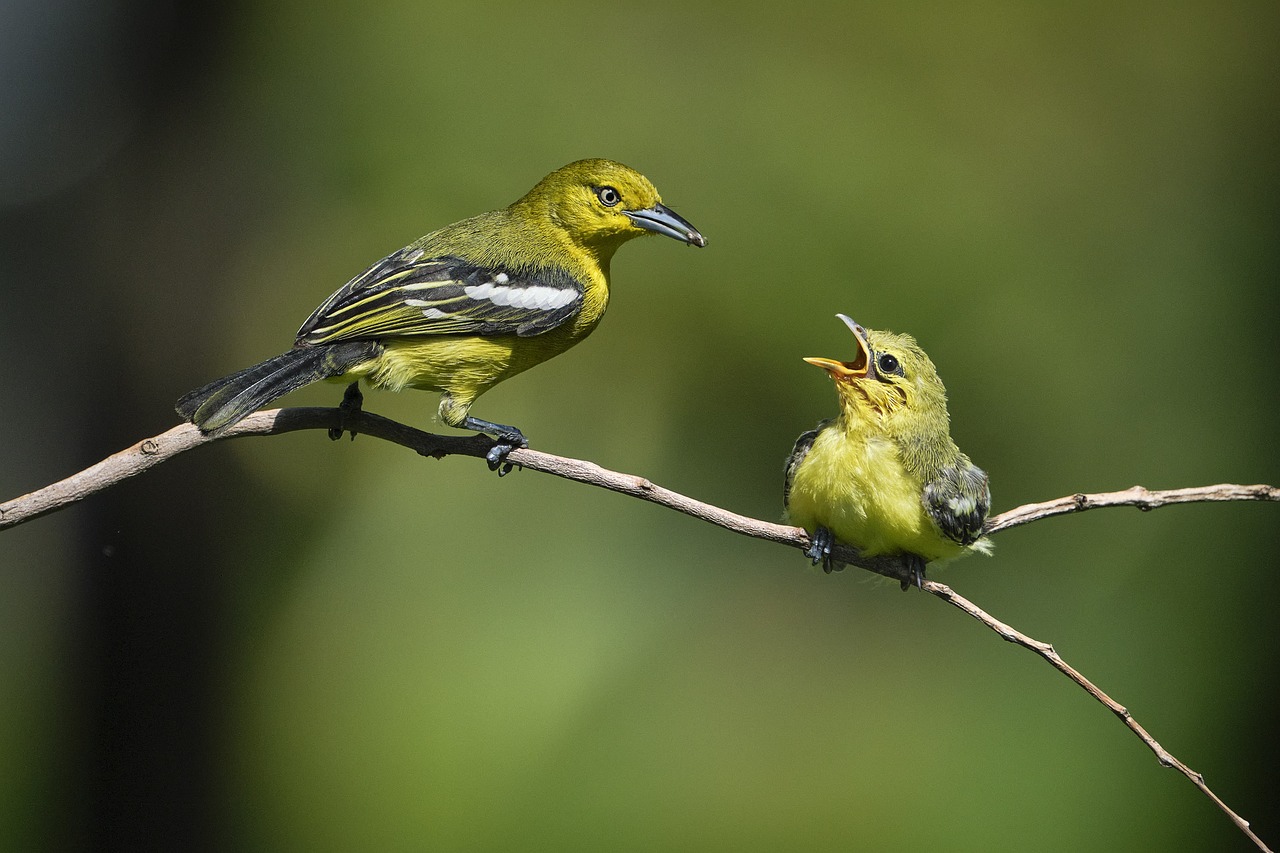 ¿Qué comen los pavos cuando están chiquitos?