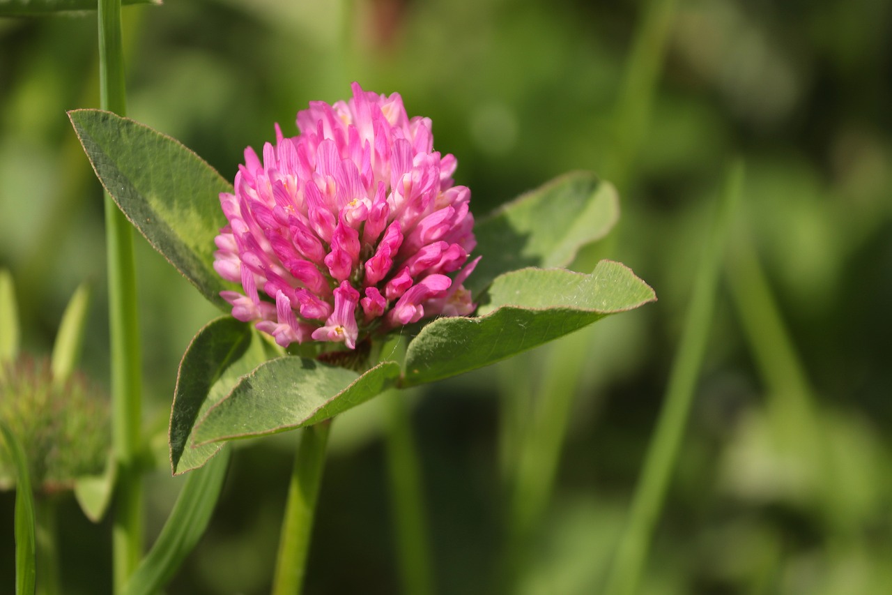 ¿Qué plantas son forrajeras?