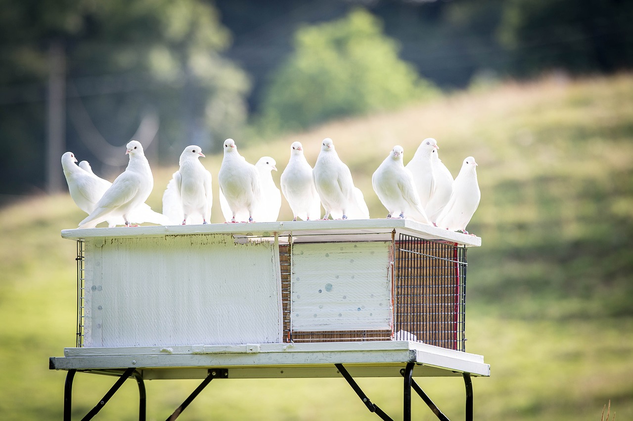 ¿Dónde habitan las palomas blancas?