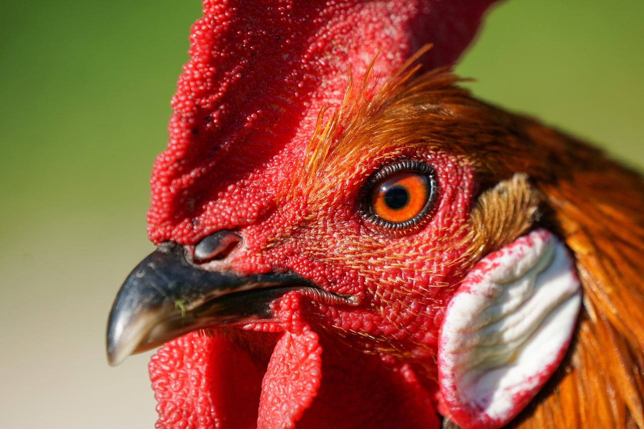 ¿Qué significa cuando canta gallo?