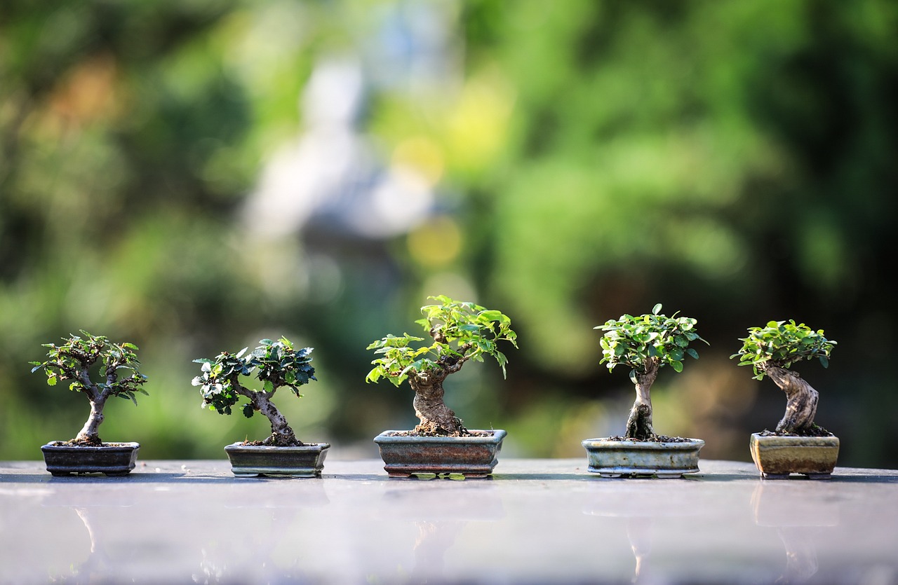 ¿Cómo cuidar un bonsai naranjo?