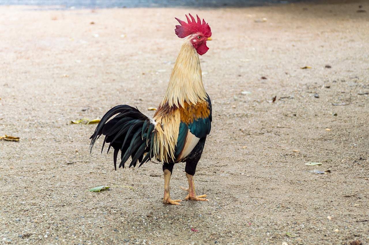 ¿Cómo se llama el que cría gallos de pelea?