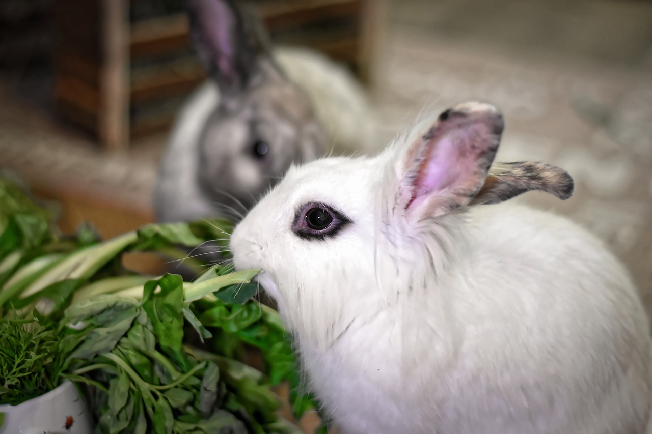 ¿Cuáles son las razas de conejos más pequeños?