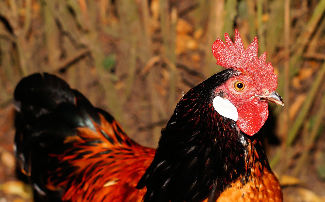 ¿Cuáles son los pollos rojos?