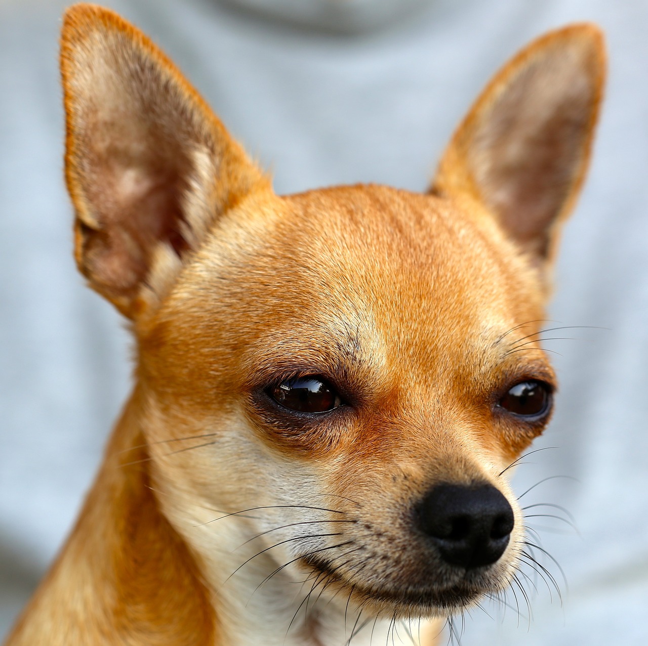 ¿Cuánto vale una cría de Chihuahua?