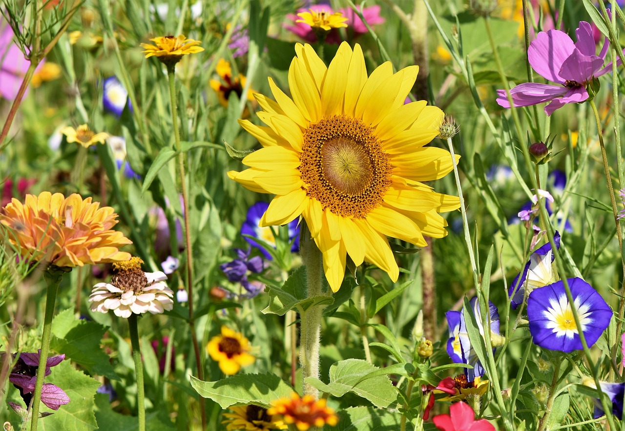 ¿Qué se necesita para cultivar girasol?