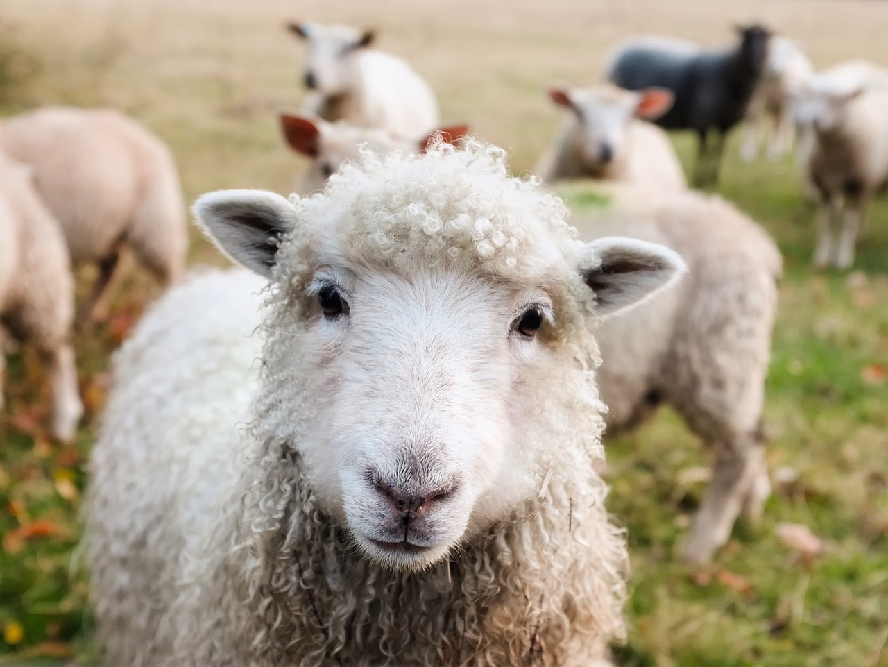 ¿Cuál es la diferencia entre pasto y hierba?