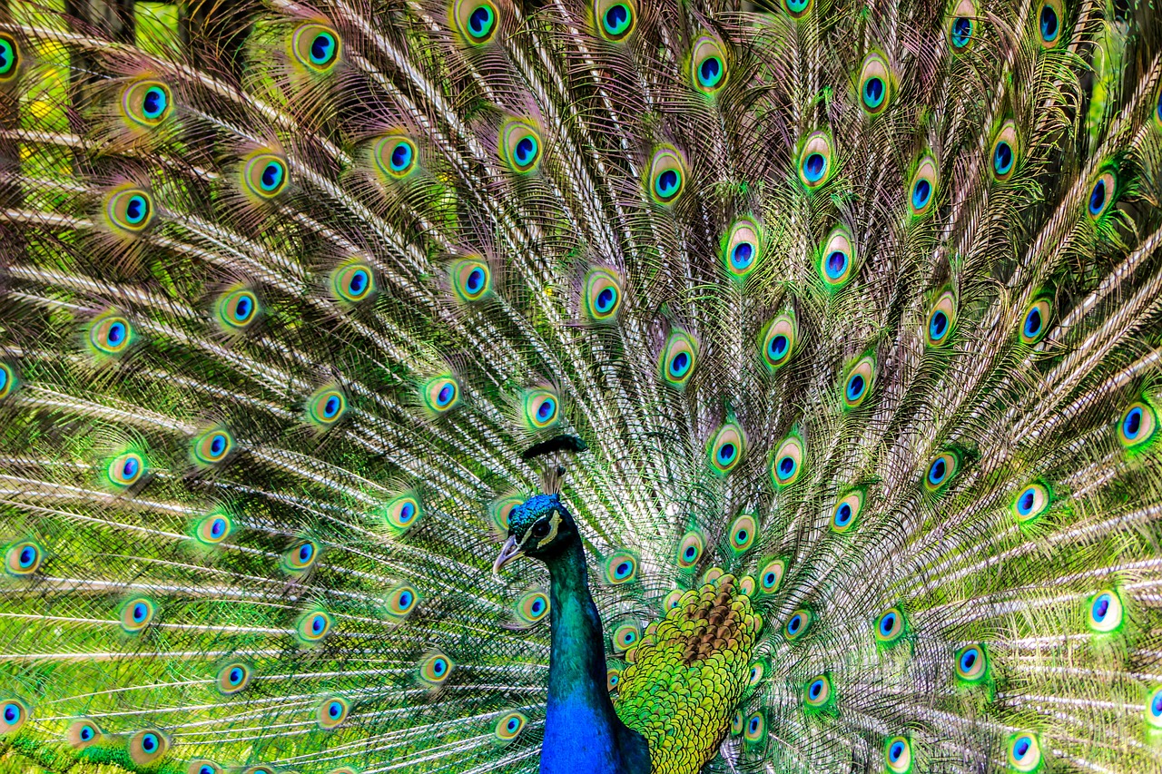 ¿Cuánto pesa el pavo real macho?