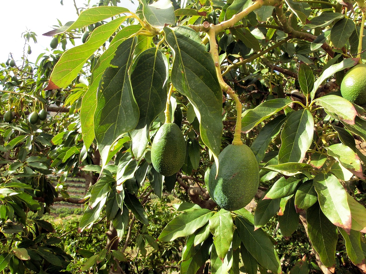 ¿Cuánto tarda en crecer el árbol de laurel?