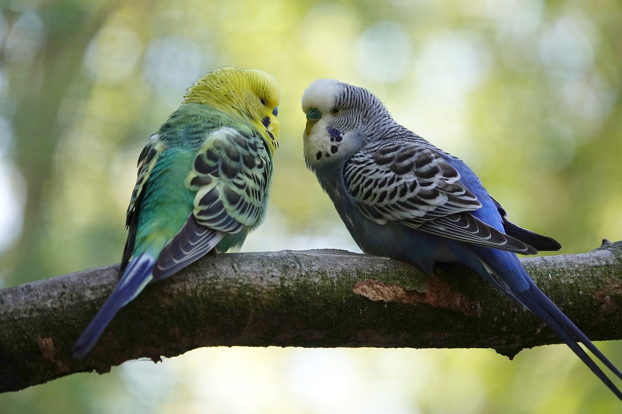 ¿Cuántos tipos de pericos?