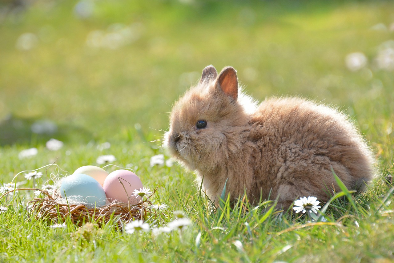 ¿Por qué las gallinas ponen los huevos blanditos?