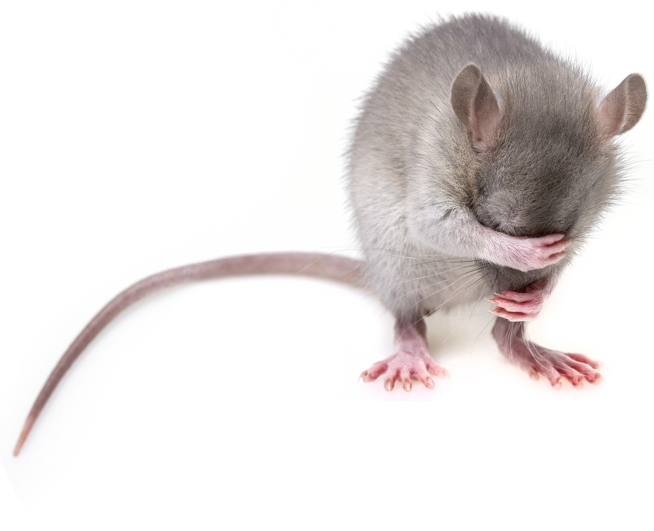 ¿Qué es bueno para eliminar ratas en casa?