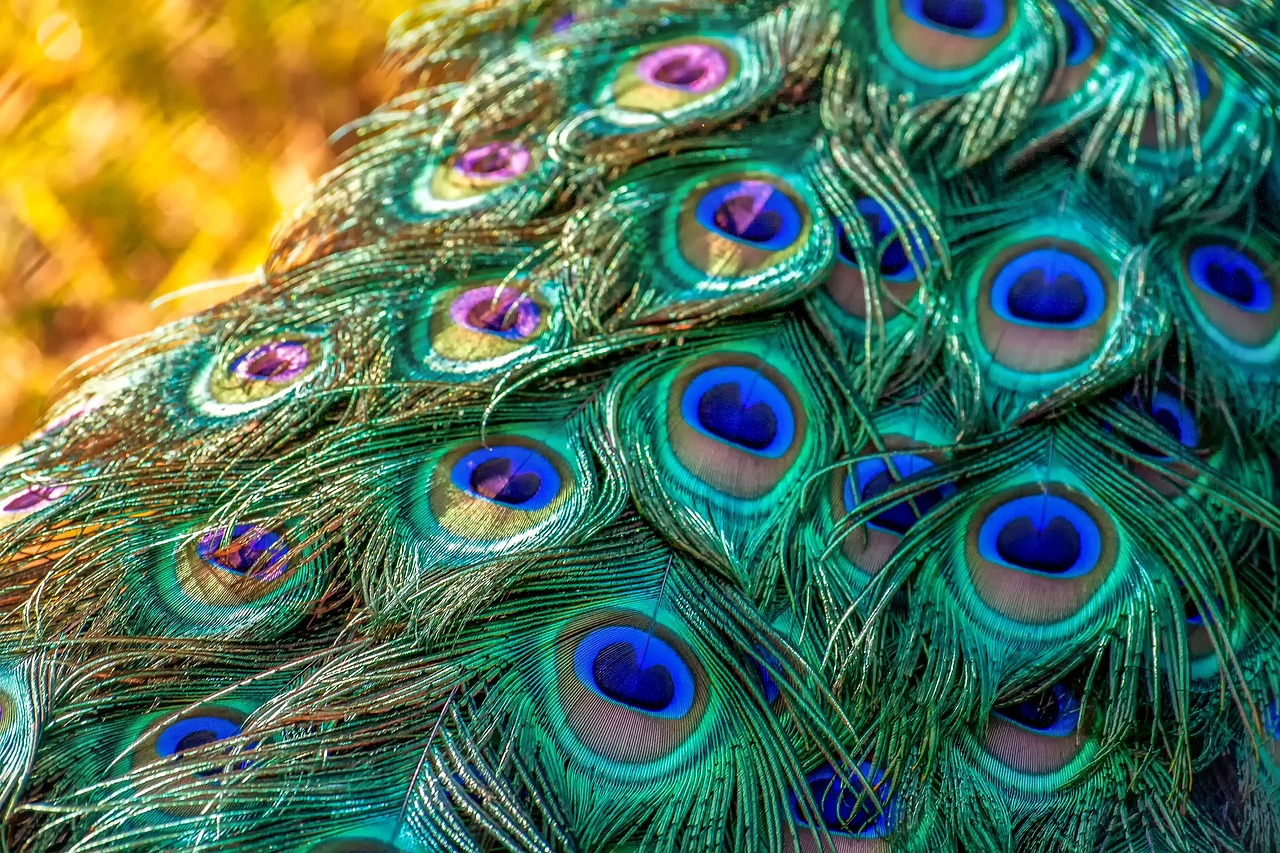¿Cuánto vale un pavo en España?