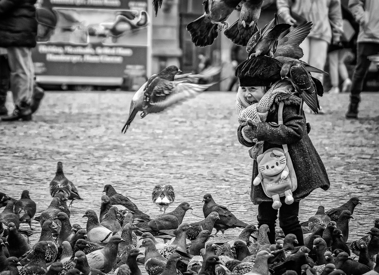 ¿Dónde están las palomas por la noche?
