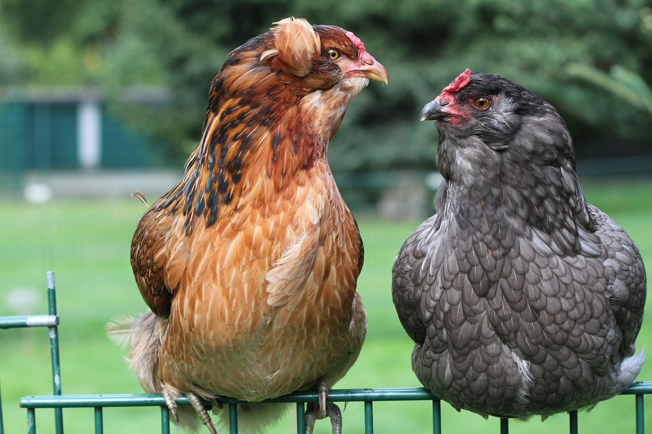 ¿Cuánto cuesta una gallina araucana?