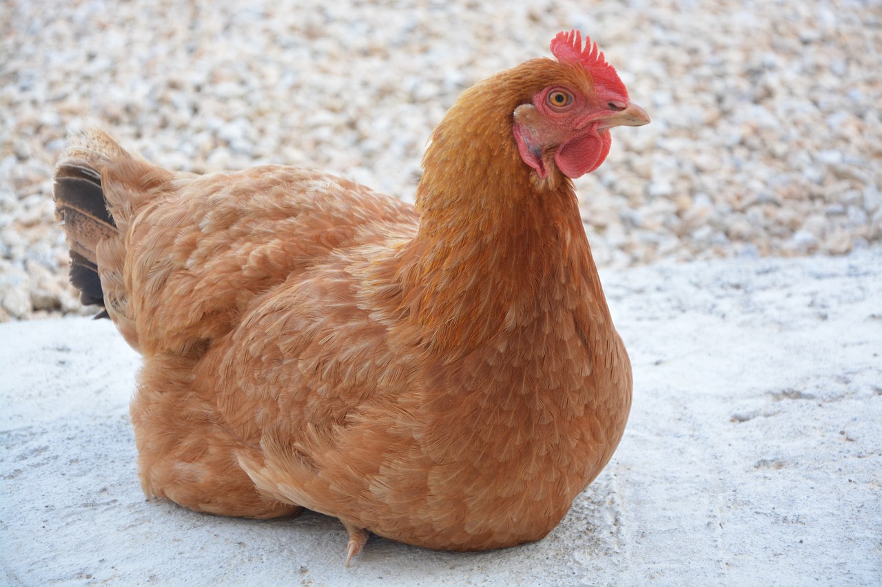 ¿Qué raza son las gallinas ponedoras blancas?