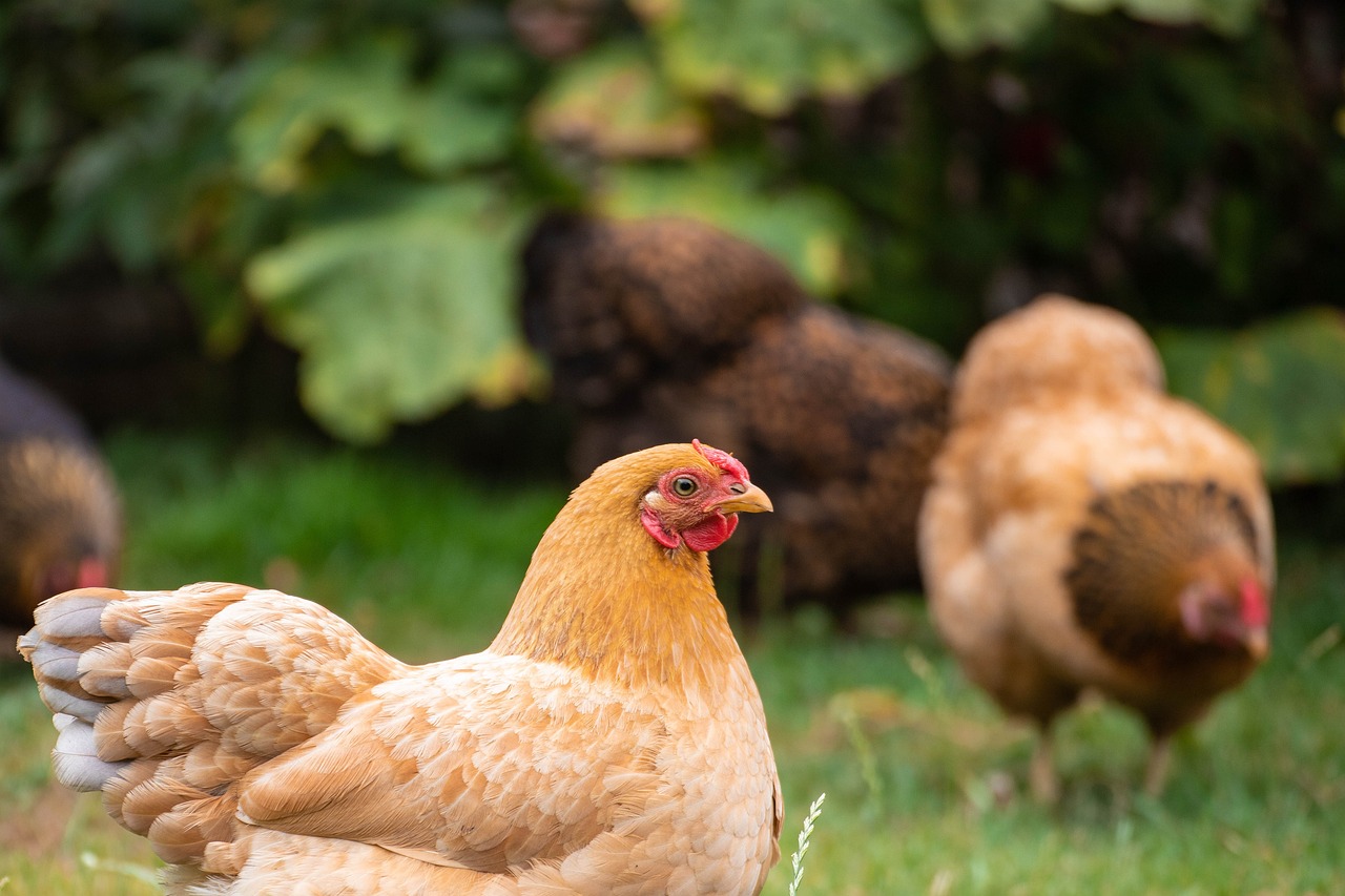 ¿Cuántos comederos se necesitan para 100 gallinas ponedoras?