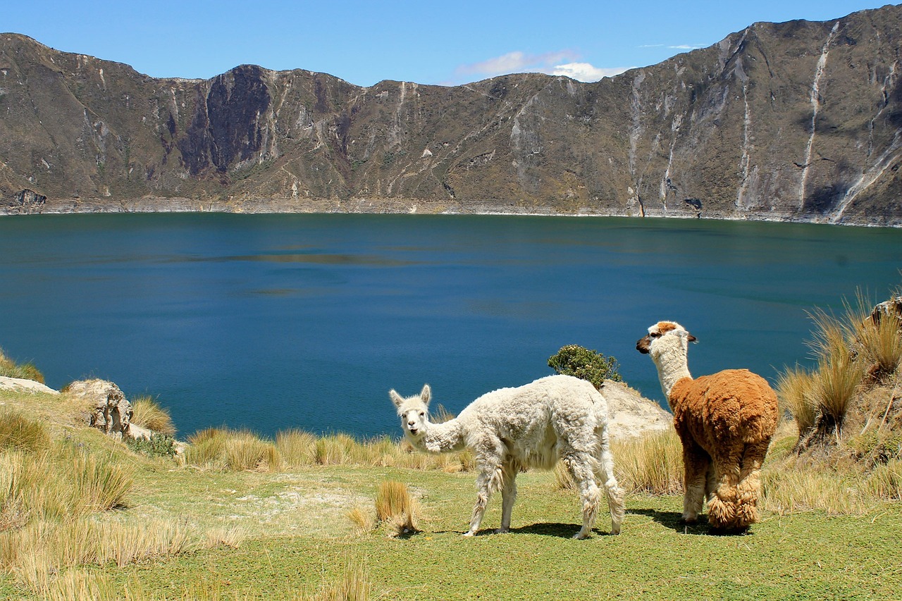 ¿Qué animales habitan en la región de los Andes?