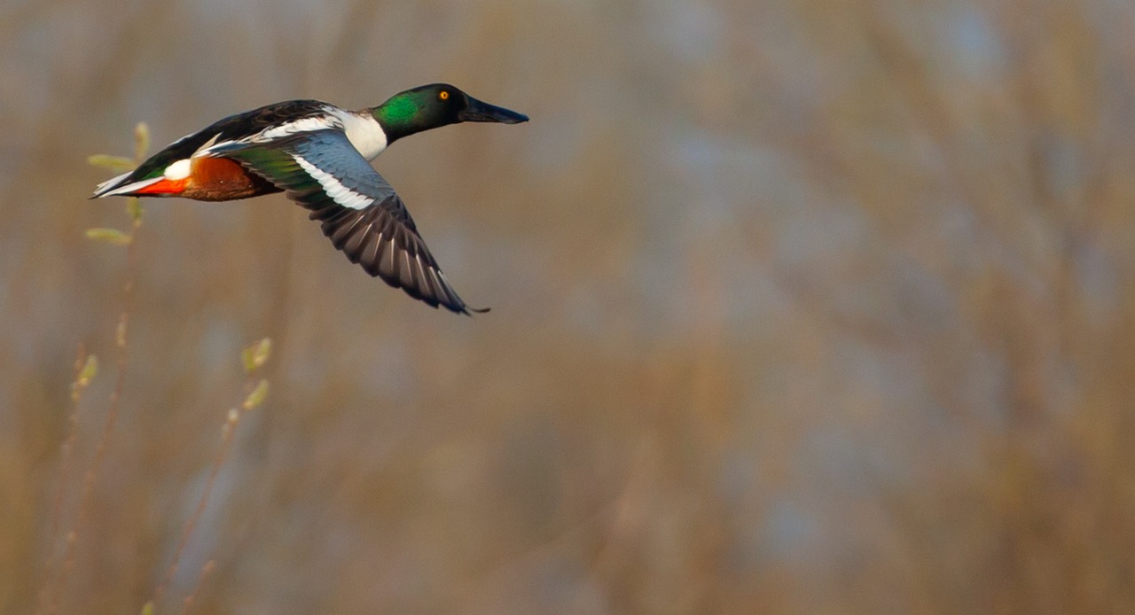 ¿Dónde vive el pato cuchara?