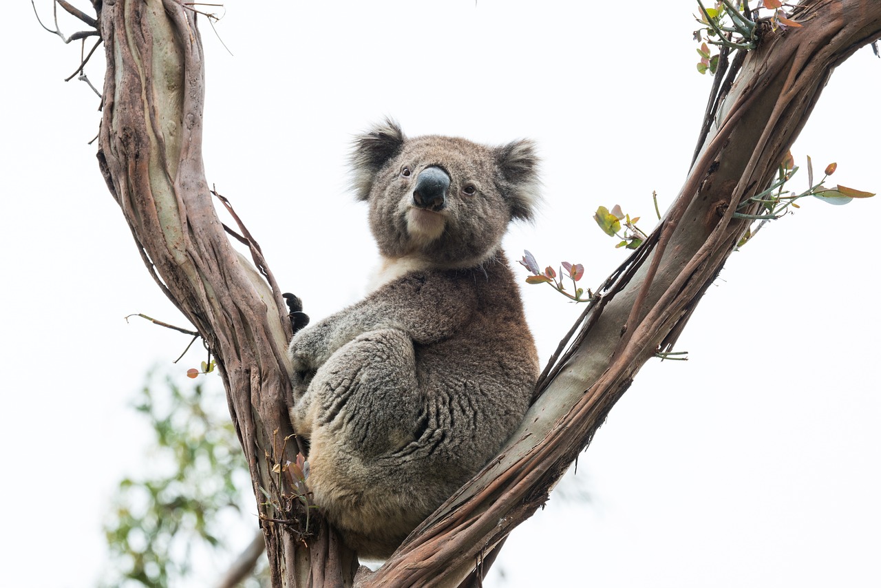 ¿Qué es lo más conocido de Australia?